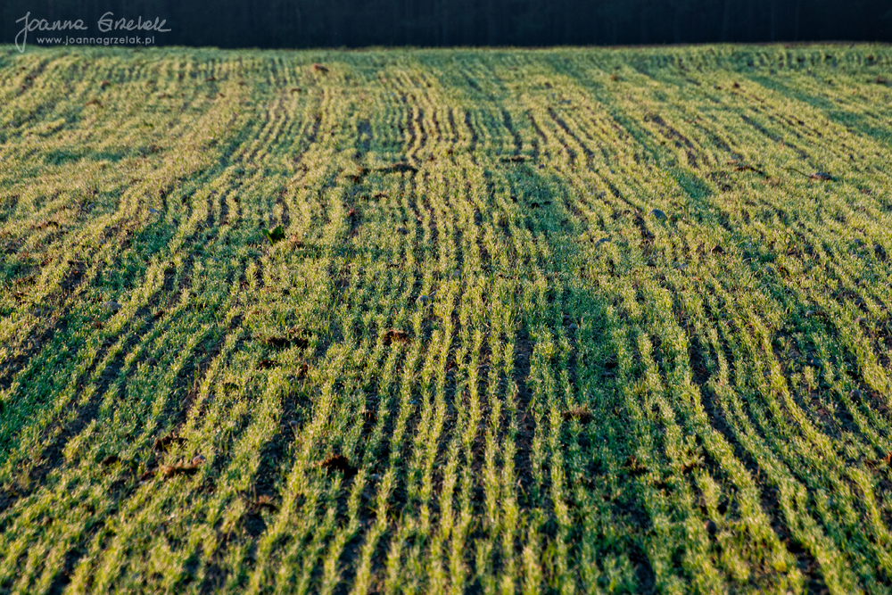 014_Biebrza - kwiecien 2012.jpg